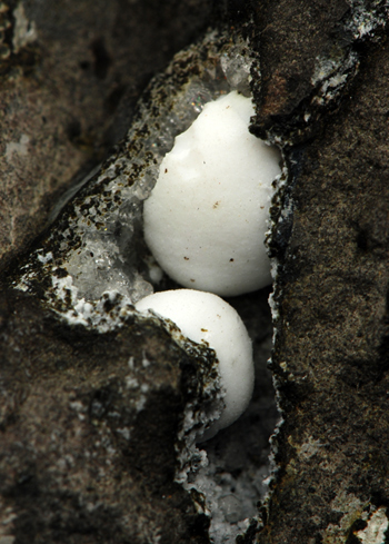 Gonnardite - Fara Vicentino, Vicenza Province, Veneto, Italy